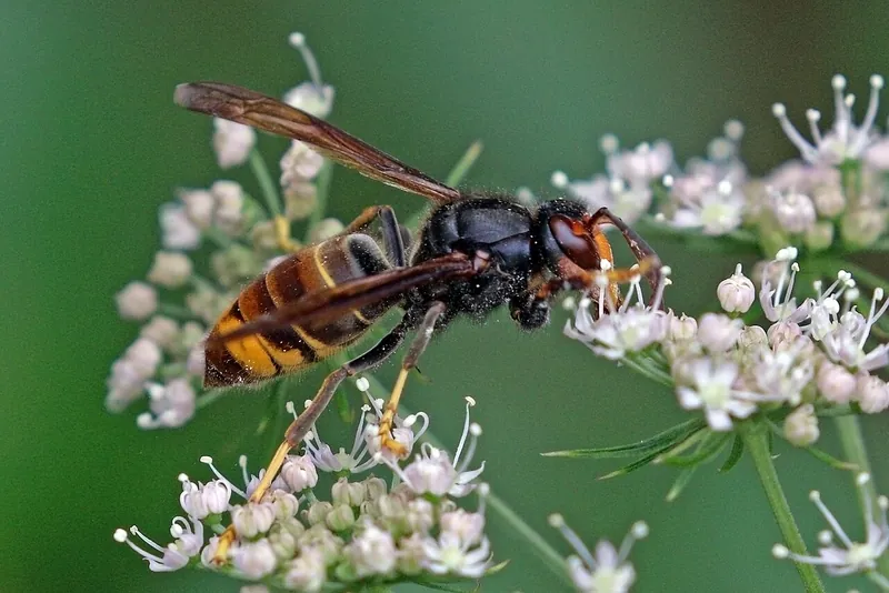 Asiatische Hornisse mit gelben Beinenden