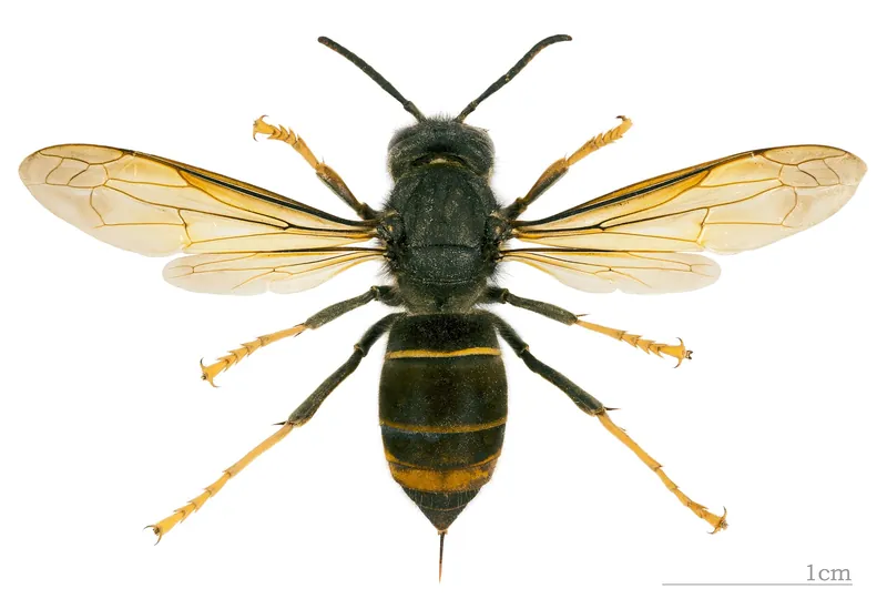 Asiatische Hornisse als Museumsexemplar in Draufsicht, mit Maßstab 1 cm