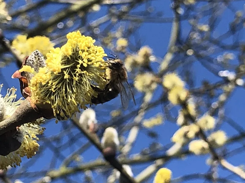 Biene auf den gelben Blüten einer Salweide vor blauem Himmel