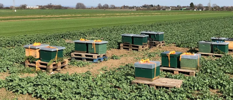 Grüne Bienenbeuten auf Paletten mitten in einem Feld