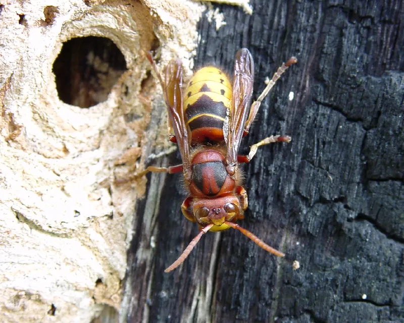 Europäische Hornisse (Vespa crabro), Arbeiterin in Draufsicht am Nesteingang