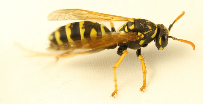Gallische Feldwespe (Polistes dominula)