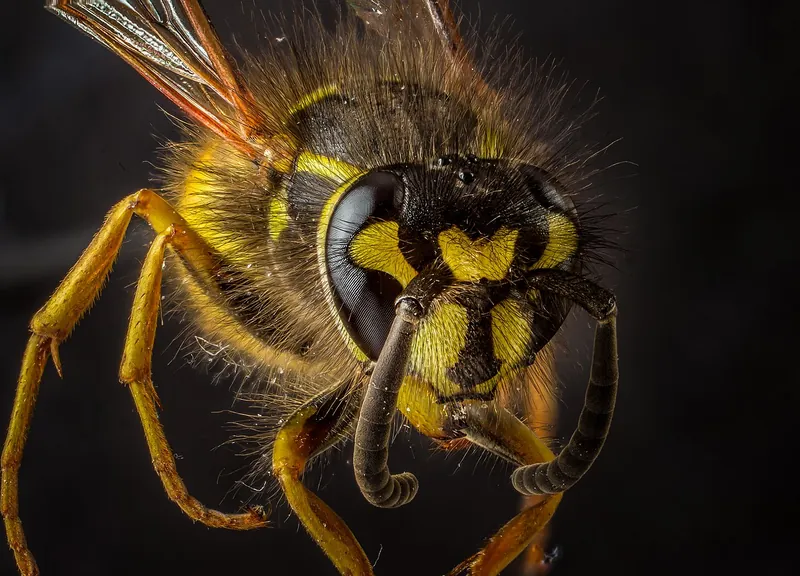 Gesicht der Gemeinen Wespe (Vespula vulgaris) mit ankerförmigem Strich auf dem Kopfschild