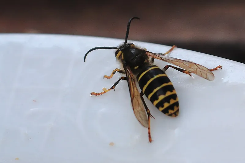 Mittlere Wespe (Dolichovespula media)