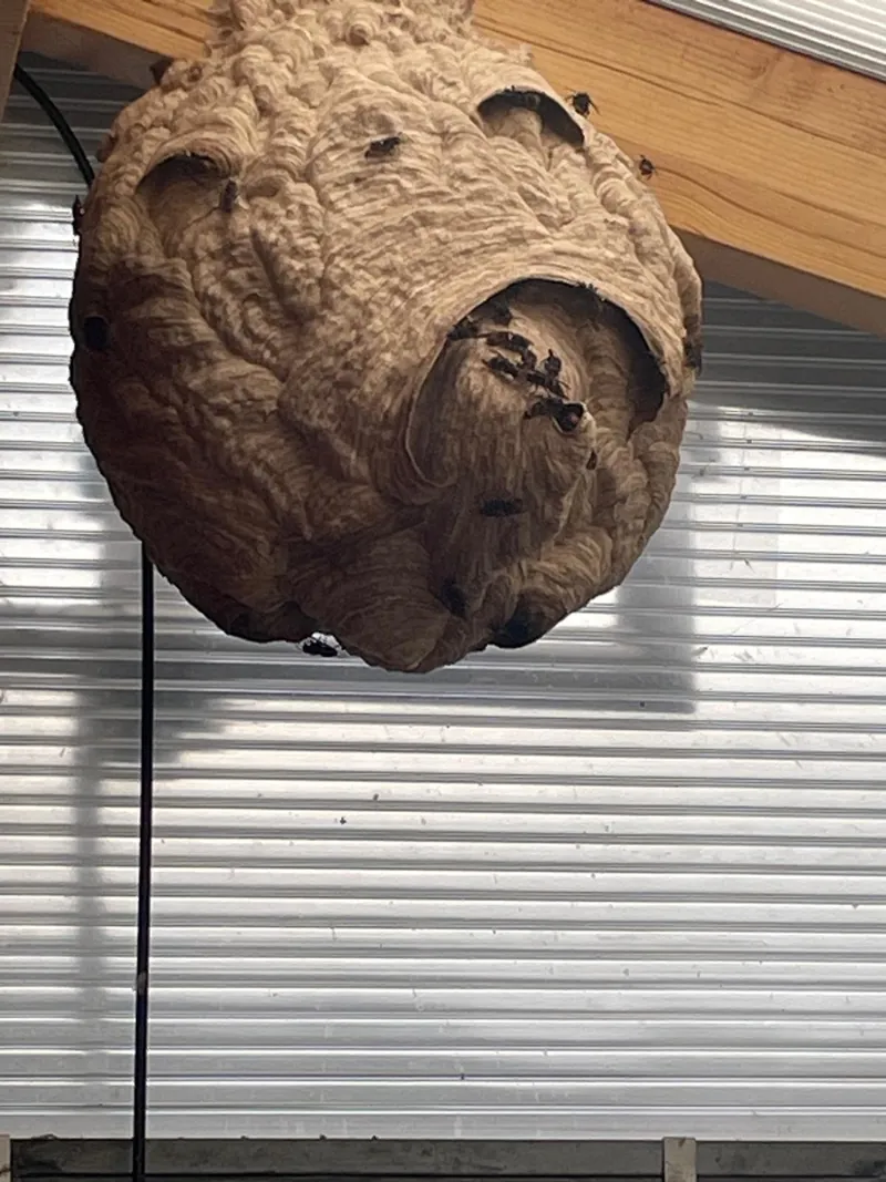 Nest der Asiatischen Hornisse unter einem Balken auf einem Balkon neben einem Lamellenvorhang, am Einflugloch sitzen Hornissen