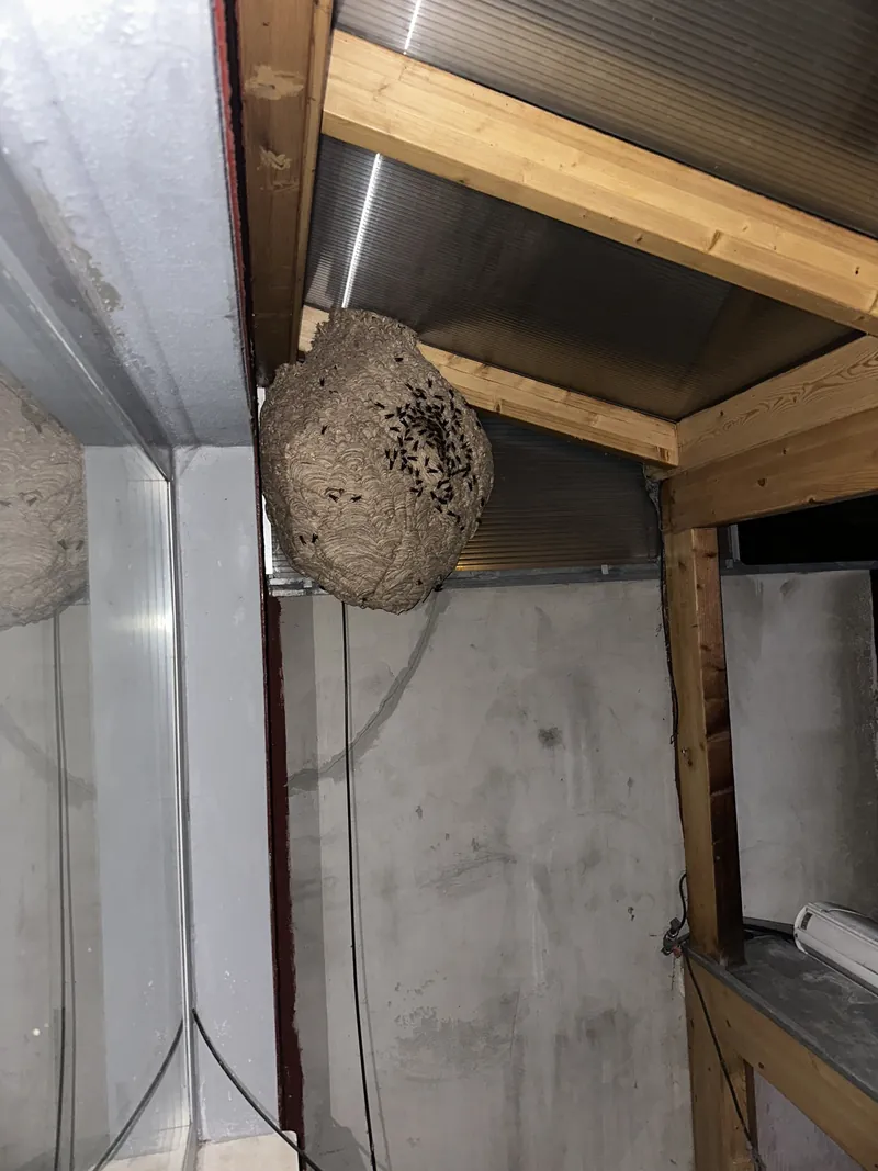Nest der Asiatischen Hornisse an der Decke eines Balkons mit vielen Tieren am Einflugloch