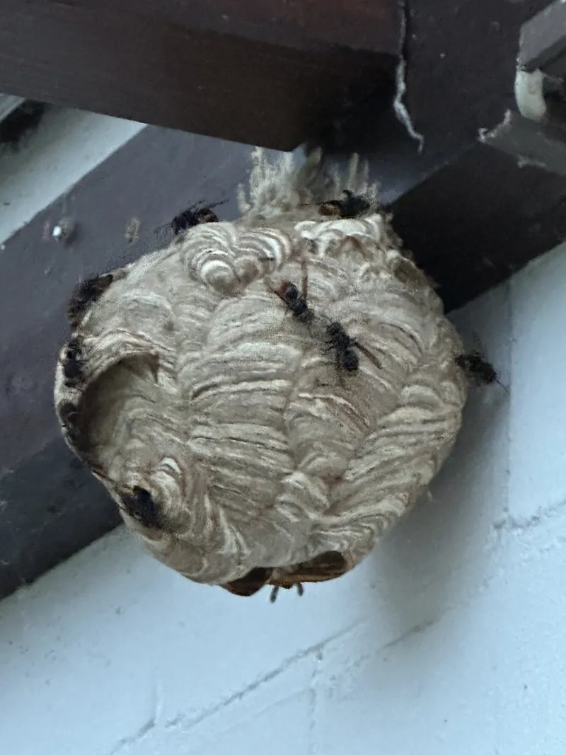 Nest der Asiatischen Hornisse mit mehreren Tieren unter einem Holzbalken an einer Hauswand