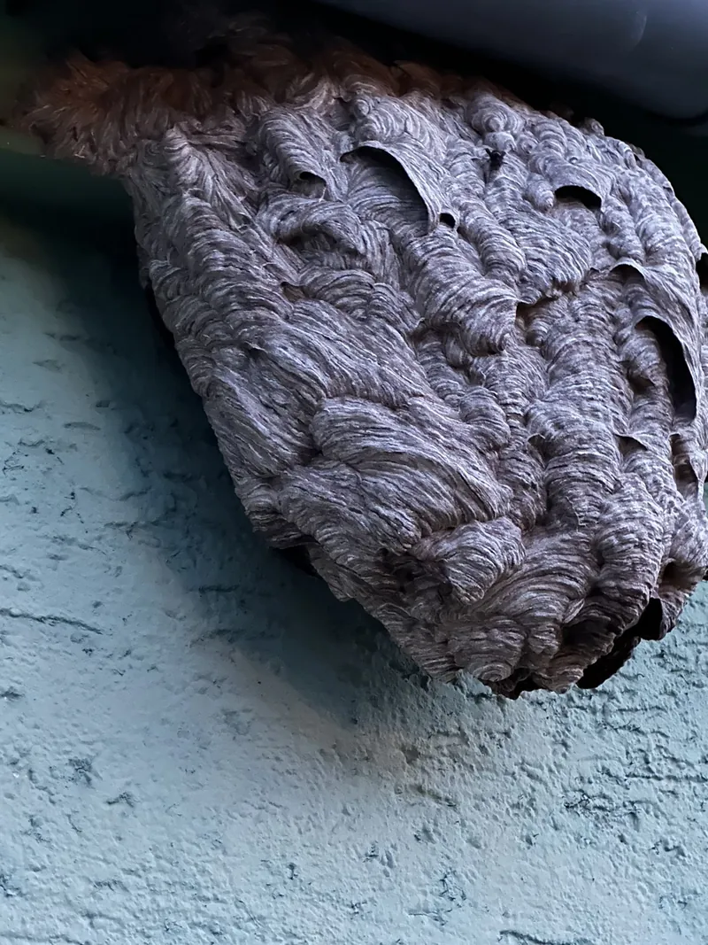 Großes graues Nest der Asiatischen Hornisse unter einer Dachrinne an einer Hauswand
