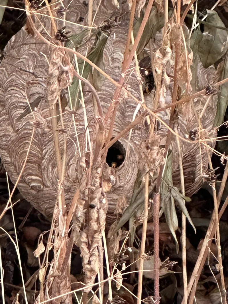 Nest der Asiatischen Hornisse im trockenen Gestrüpp