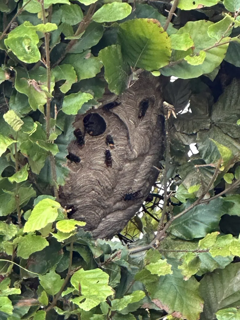 Nest der Asiatischen Hornisse in einer Hecke, Hornissen am Einflugloch