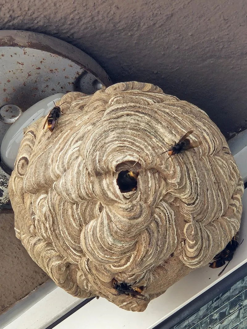 Rundes Nest der Asiatischen Hornisse an einer Deckenlampe