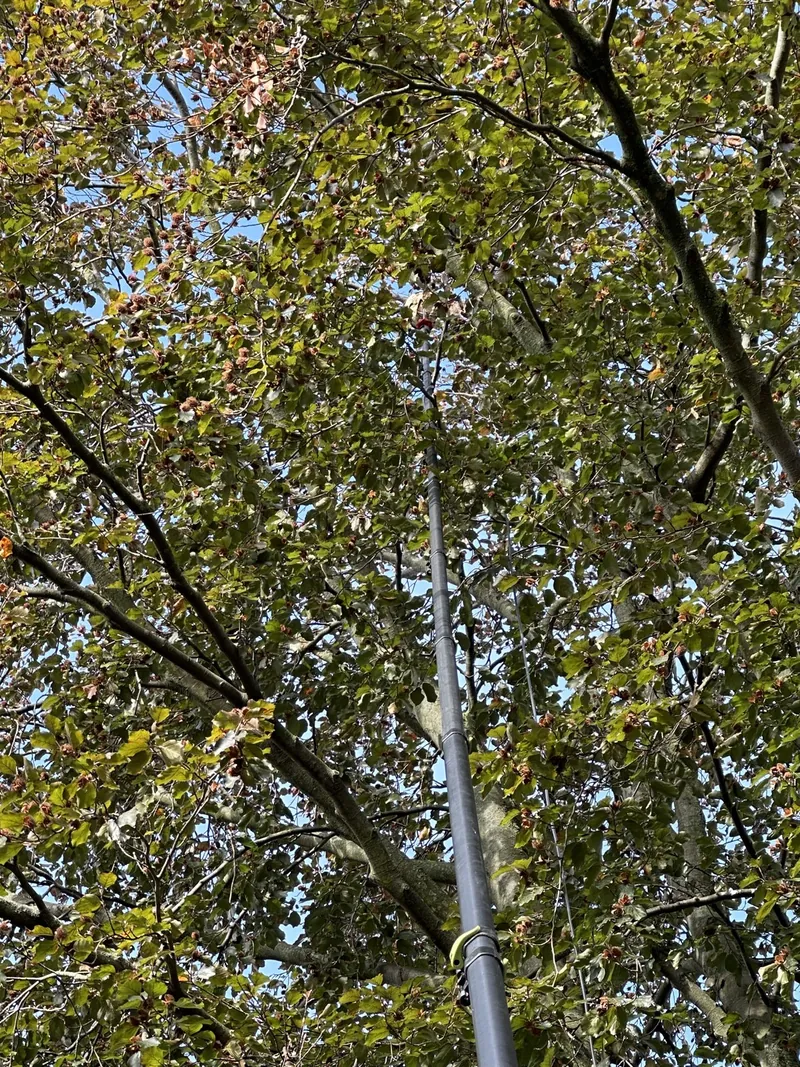Teleskopstange vor einer Baumkrone bei der Nestentfernung