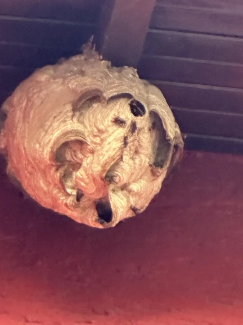Nest der Asiatischen Hornisse unter einem Dachüberstand
