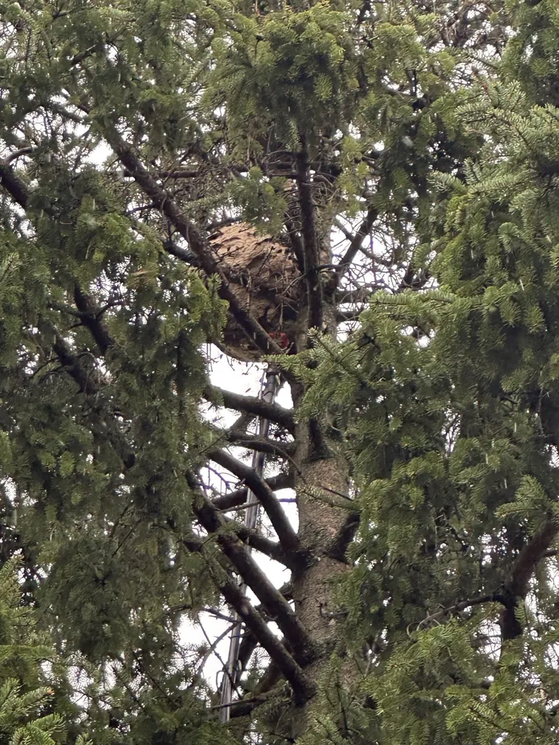 Nest der Asiatischen Hornisse hoch oben in einer Fichte