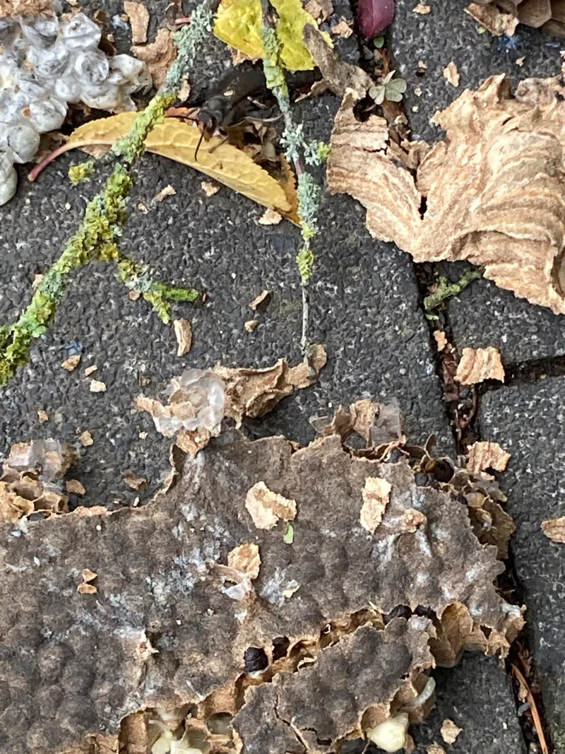 Reste eines Nestes der Asiatischen Hornisse auf Pflastersteinen nach der Entfernung