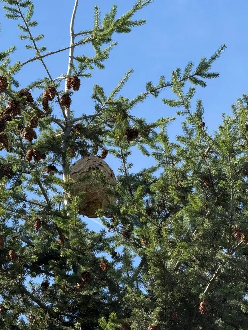 Kugelförmiges, hellbeiges Nest der Asiatischen Hornisse hoch in einer Fichte vor blauem Himmel