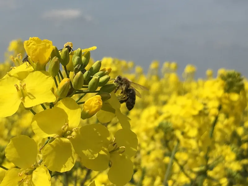 Honigbiene sitzt auf einer Rapsblüte vor einem Rapsfeld und grauem Himmel