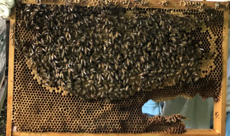 Wabe dicht besetzt mit Bienen