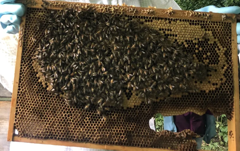 Wabe dicht besetzt mit Bienen